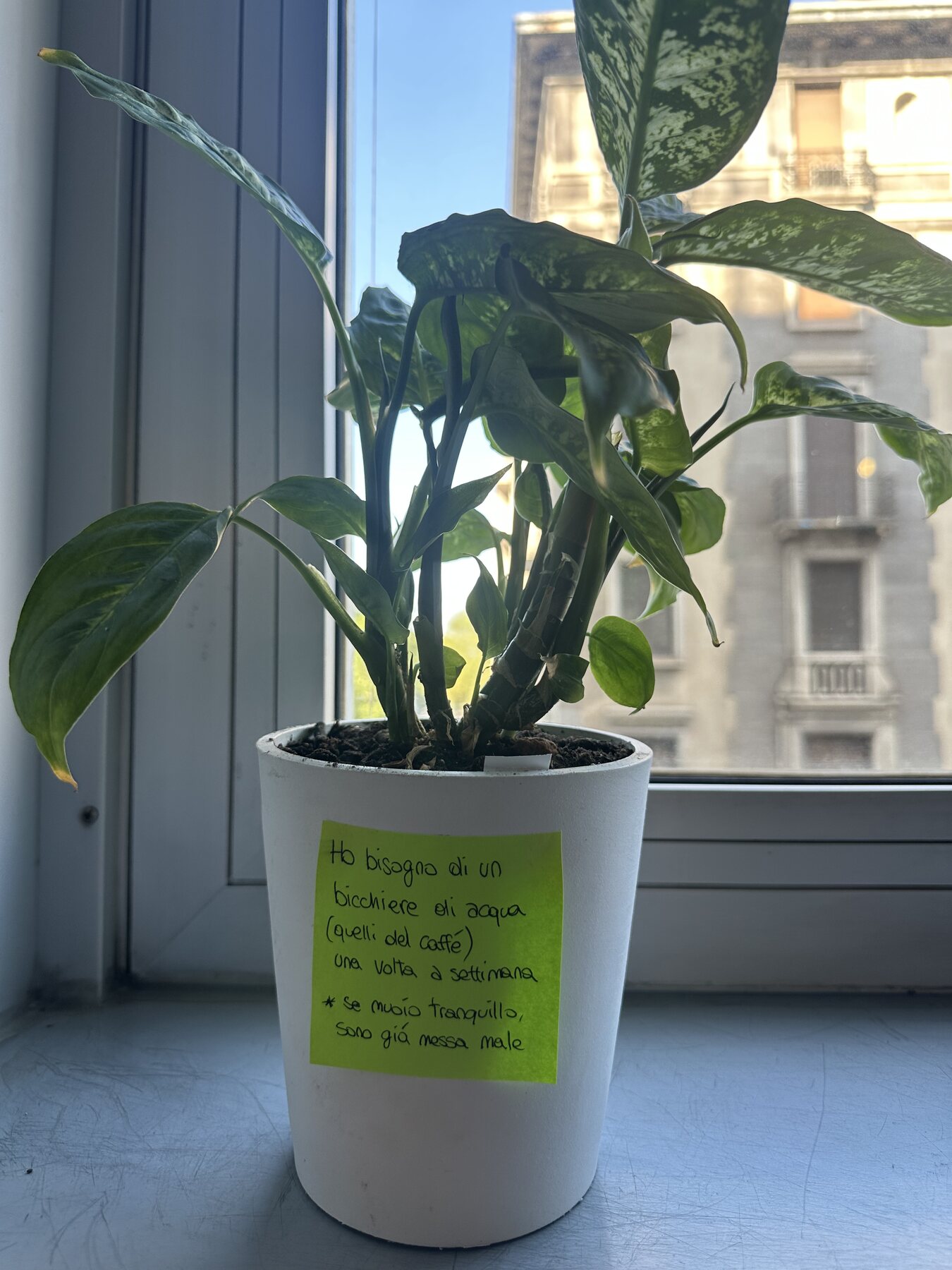 La piantina con il post-it di Gaia